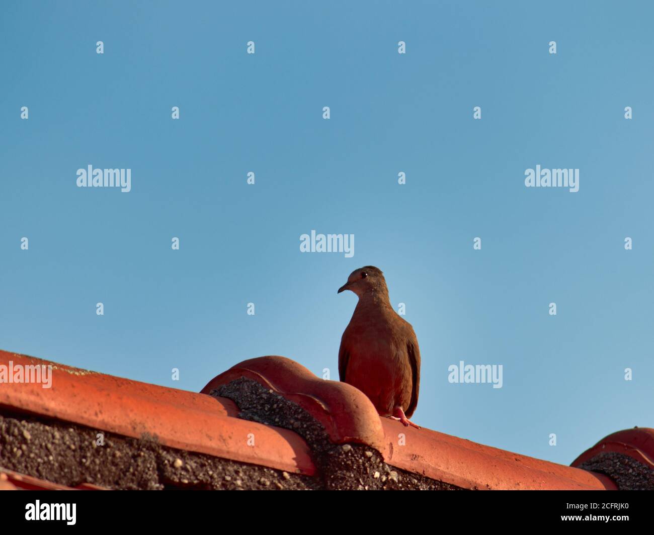 small brown dove, known as Common Ground-Dove, standing on top of a roof with red tiles, under a bright blue sky, Stock Photo