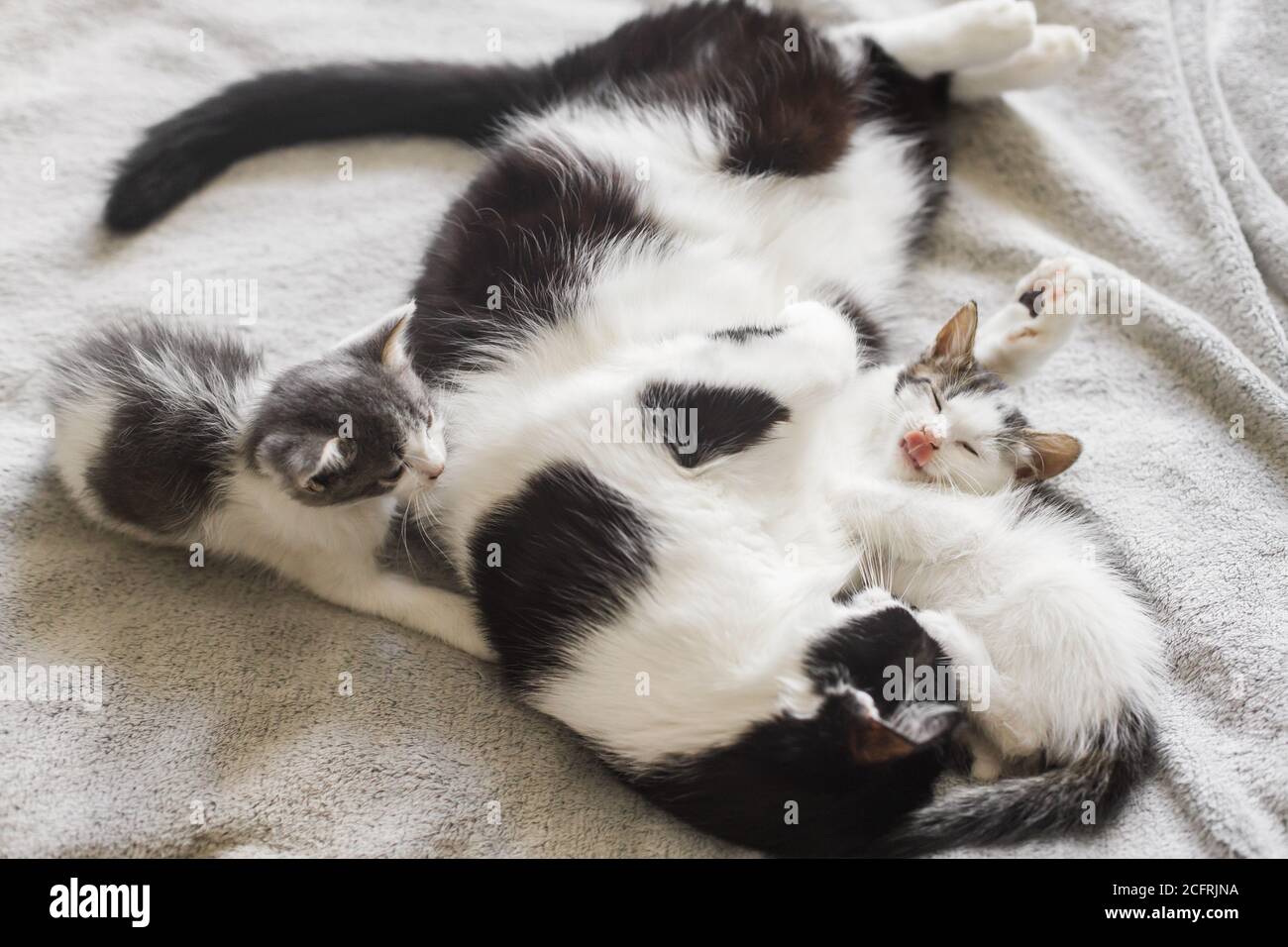 Adorable kittens sleeping with cat on soft bed, cute furry family ...