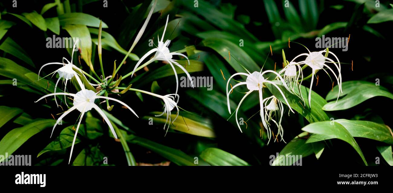 Spider lily, Hymenocallis littoralis, endemic to South America Stock Photo