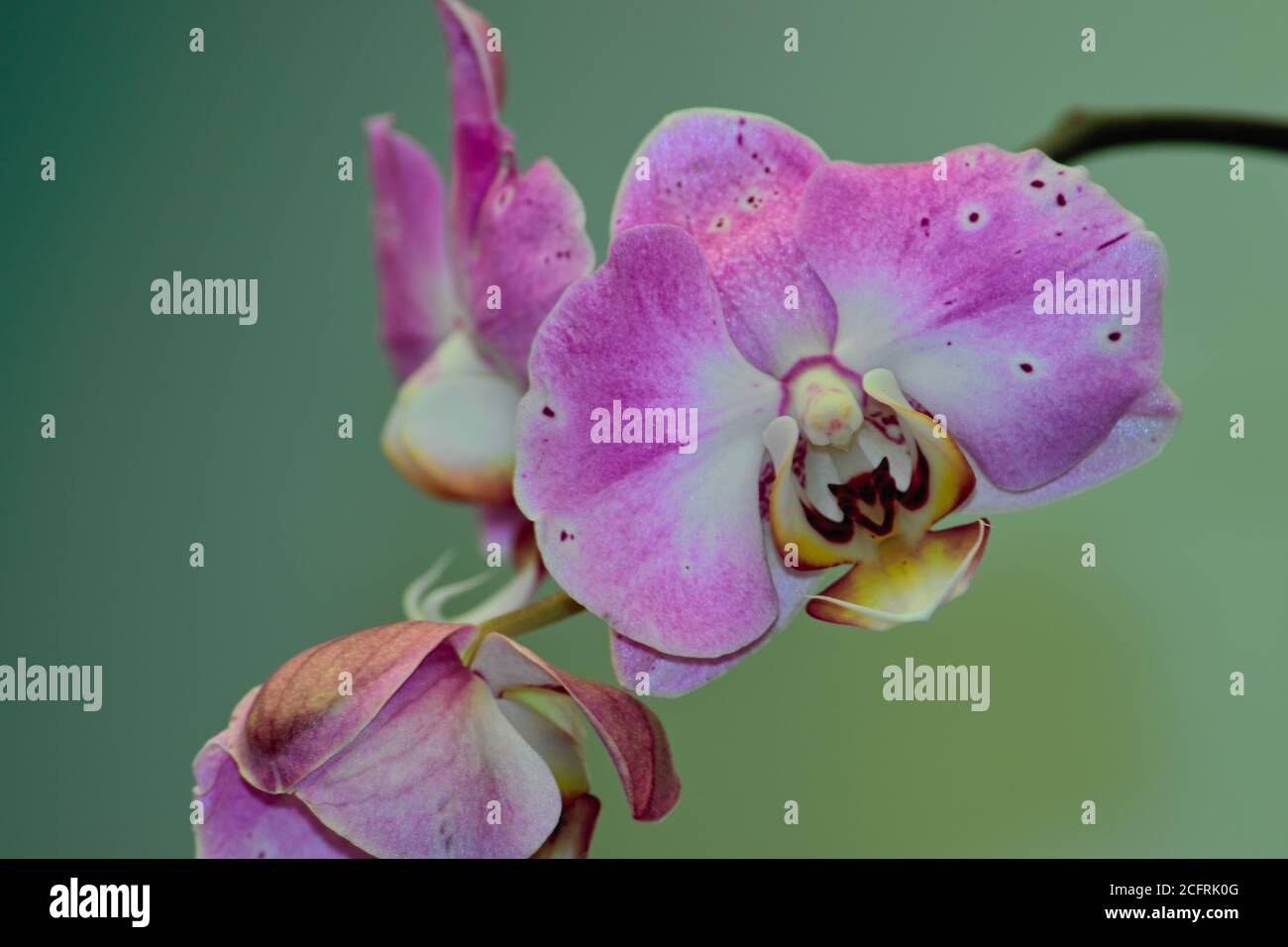orchid branch with purple flowers and yellow center, under a greenish background. Stock Photo