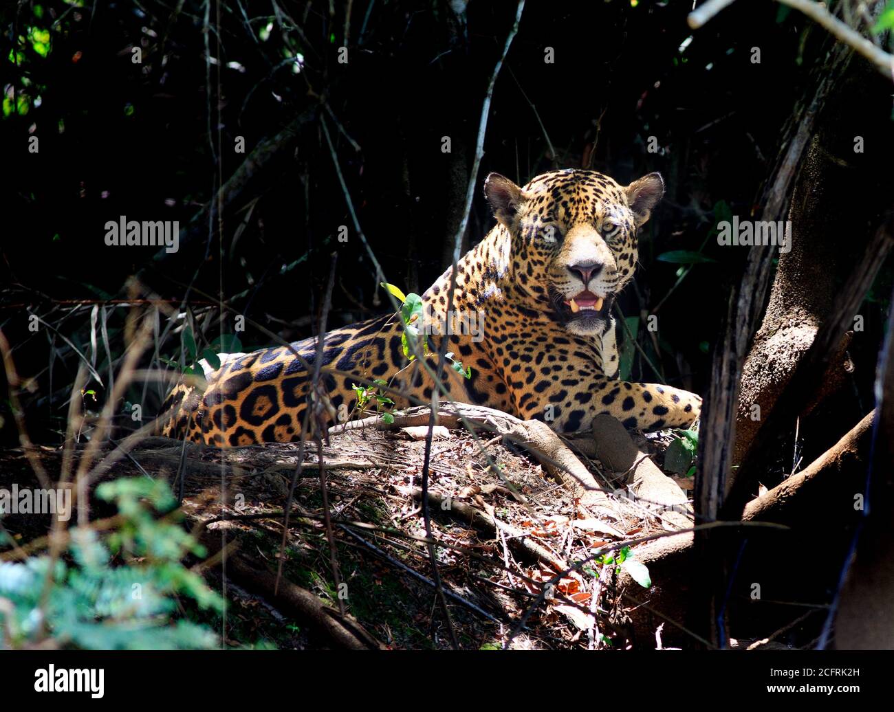 Beautiful power wild Jaguar (Panthera Onca) resting on the river bank.  Nice background shadow, with Jaguar in full light.  Mato Gross State, Pantanal Stock Photo
