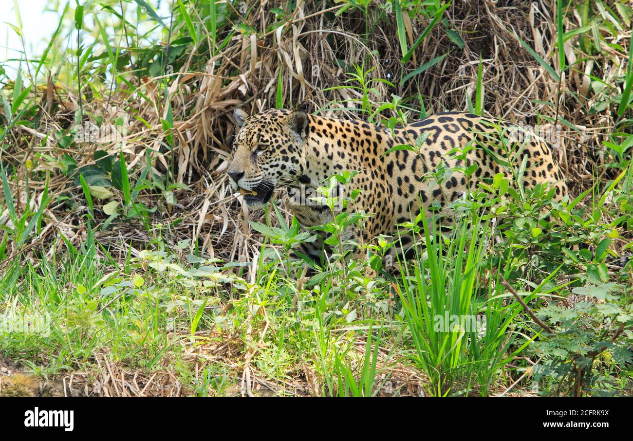 Good full bodied view of a Wild Jaguar walking through the thick bush on the edge of the Pantanal - brazil Stock Photo