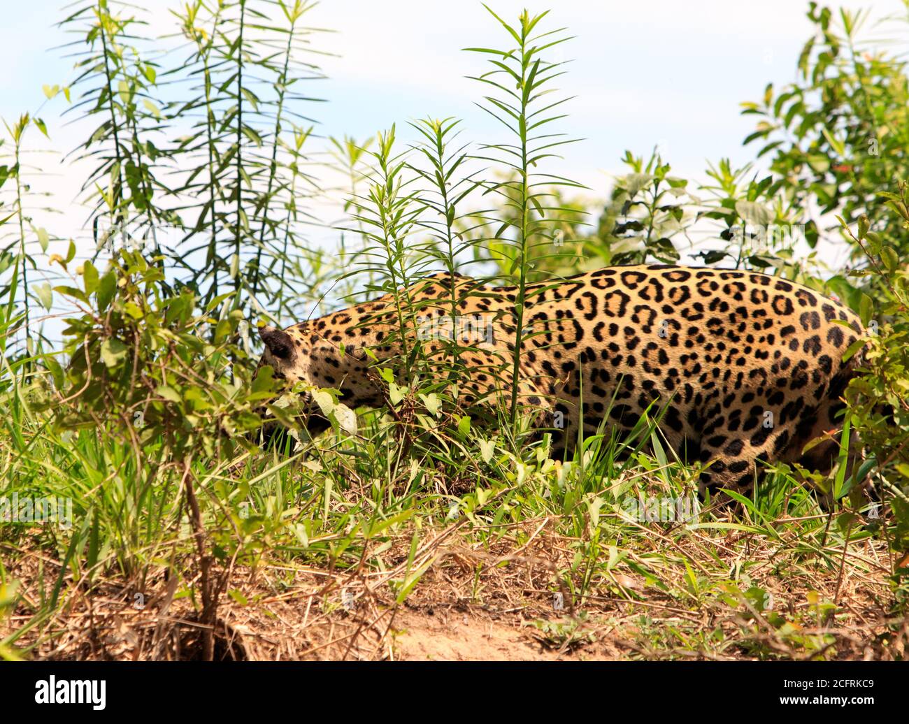 Side Profile of a Jaguar (Panthera Onca), walking through the thick