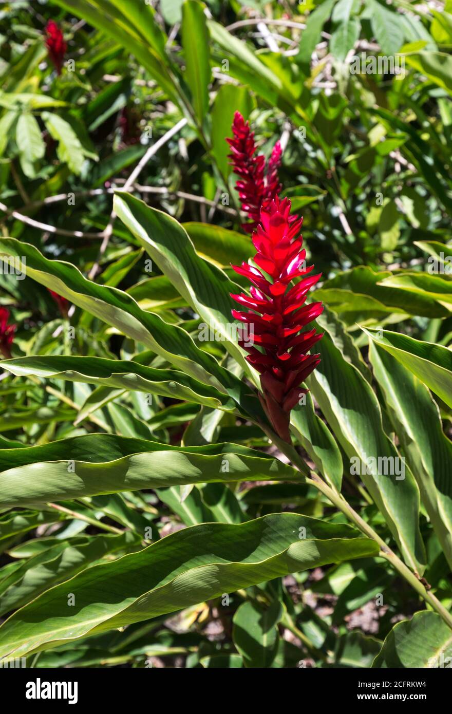 Bright Red Flowering Bromeliad Plant With Large Shiny Leaves After It Has Finished Flowering The Plant Will Die Leaving Only Small Pups Which Will Stock Photo Alamy