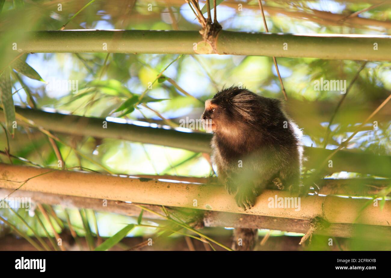 A cute marmoset sitting amongst bamboo shoots with natural golden sunlight - Botanical Gardens, Brazil Stock Photo