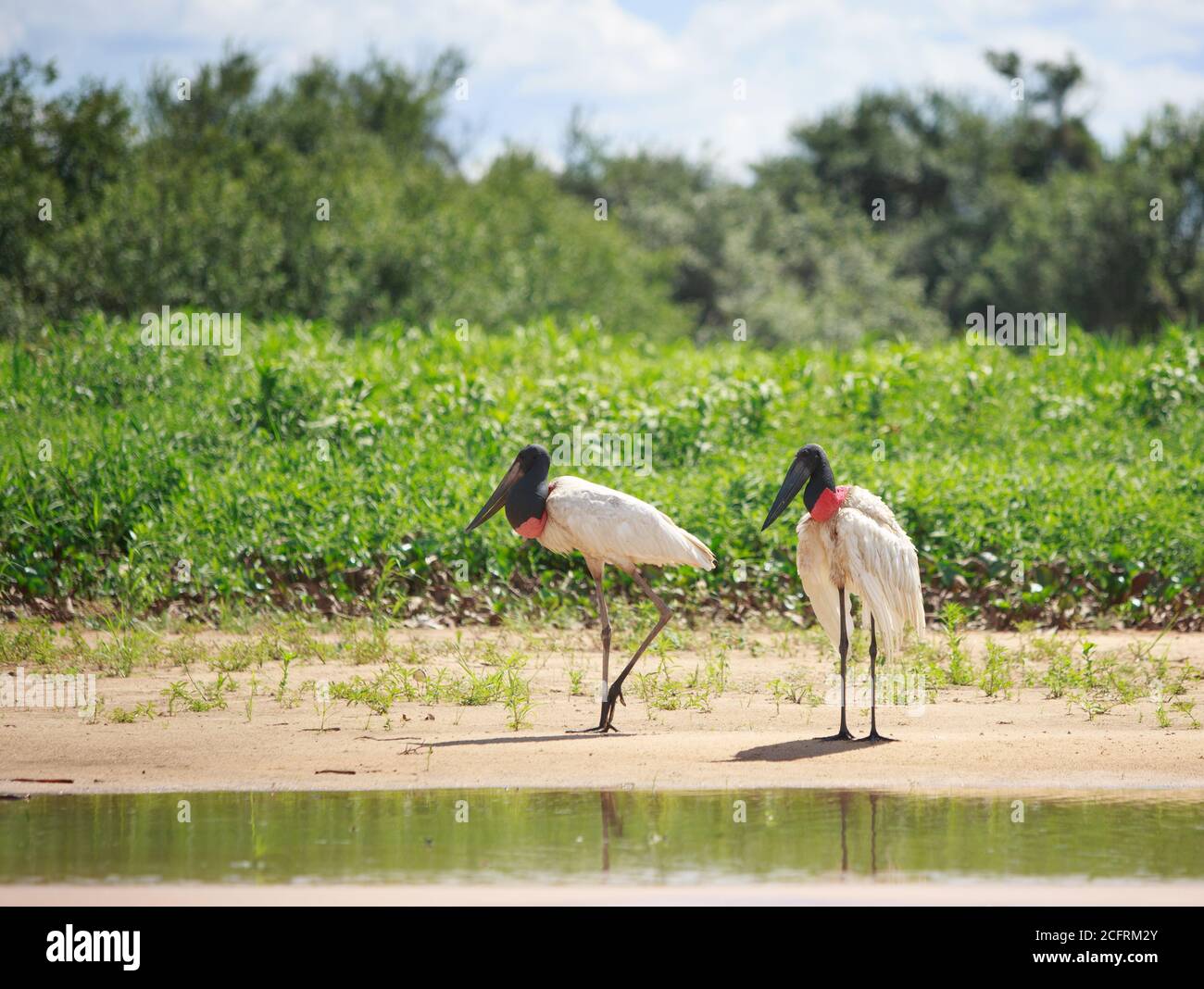 Pair of Jabiru Storks standing on the sandy shoreline with a natural bush background.  The Jabiru are the tallest birds of Brazil and can stand 5 feet Stock Photo