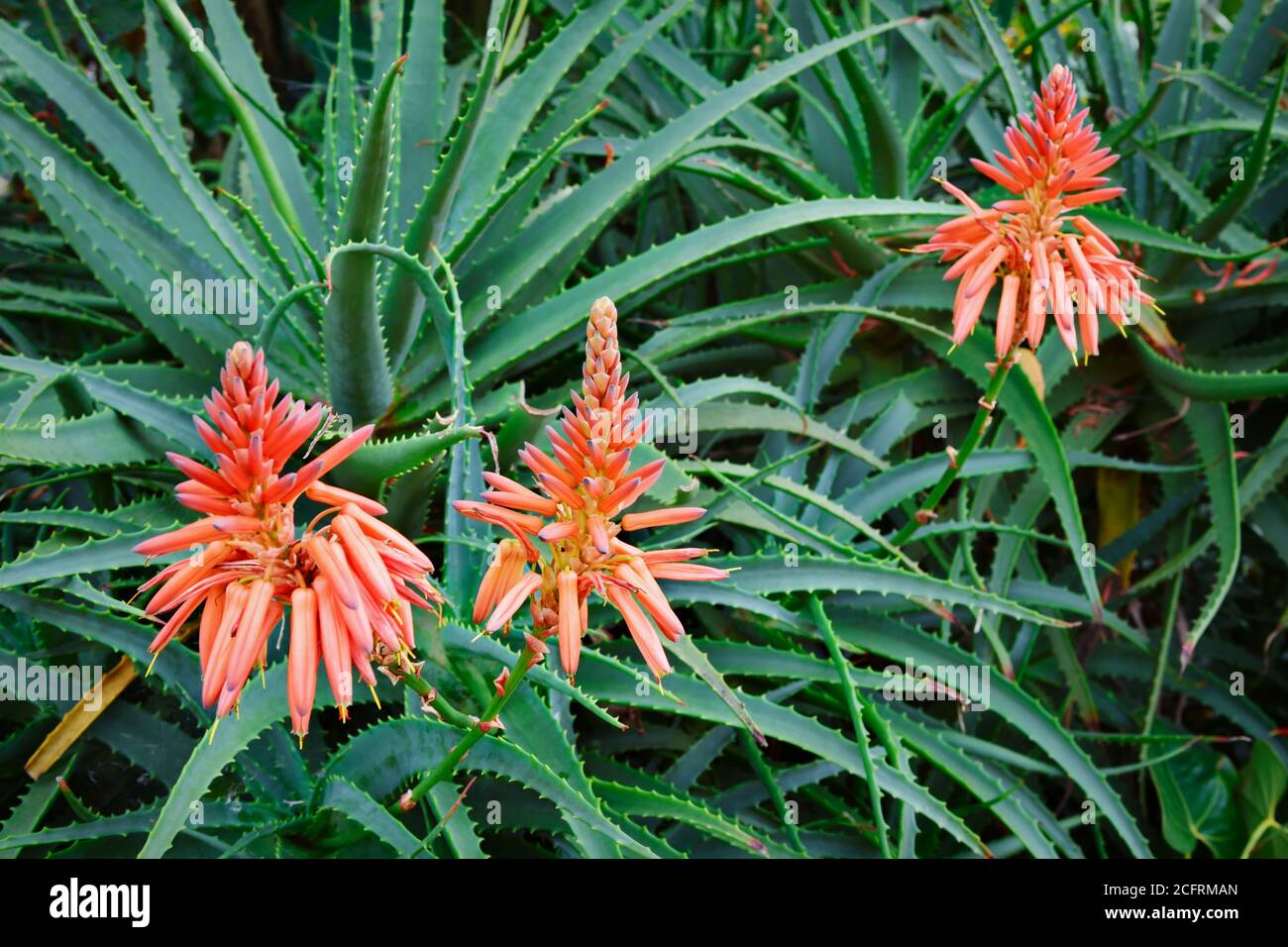 Aloe Vera Flowers Red High Resolution Stock Photography and Images Alamy