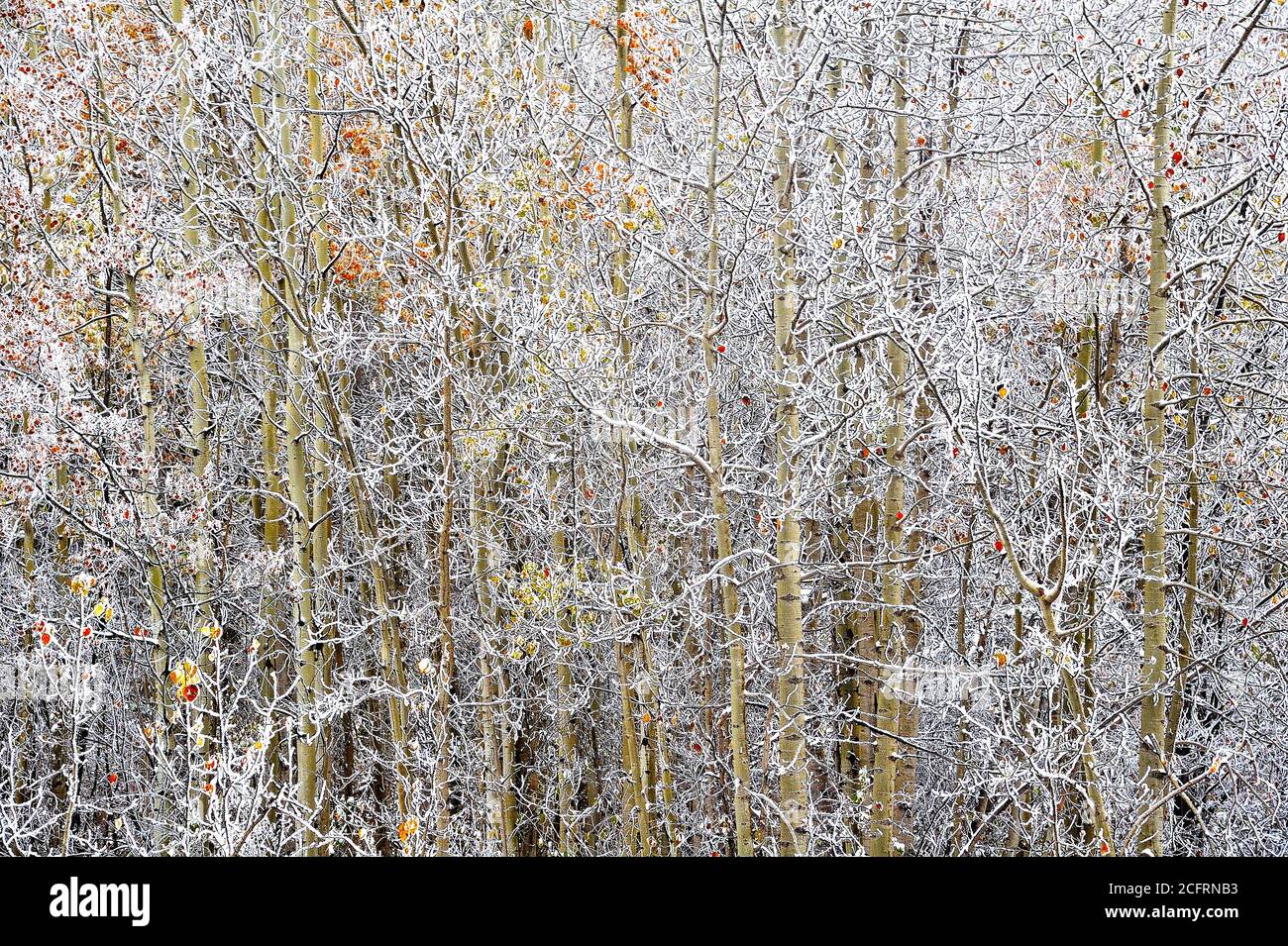 An autumn image of frosted aspen trees in rural Alberta Canada Stock Photo