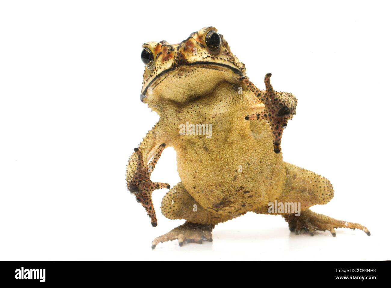 Asian common toad ( Duttaphrynus melanostictus ) isolated on white background Stock Photo