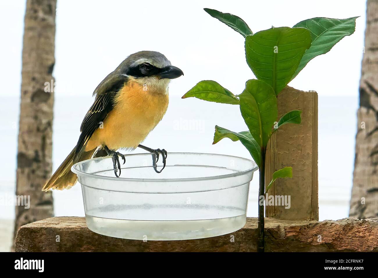 Brown shrike bird, Lanius cristatus, with a yellow front feathering, is sitting on a plastic container for drinking water, Philippines, Asia Stock Photo