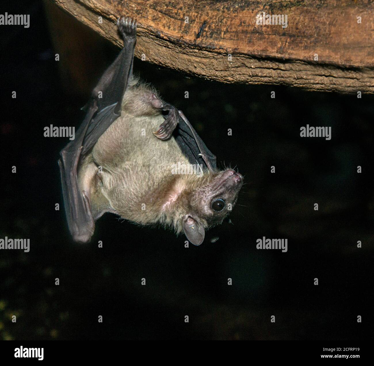 Egyptian Fruit Bat. Rousettus aegyptiacus. Captive specimen. Stock Photo