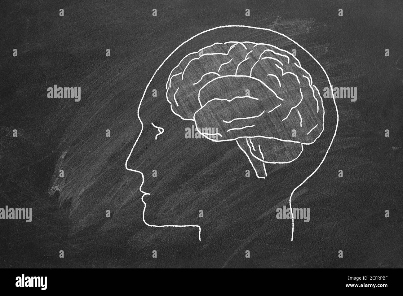 Chalk drawn human head with brain  on blackboard. Stock Photo