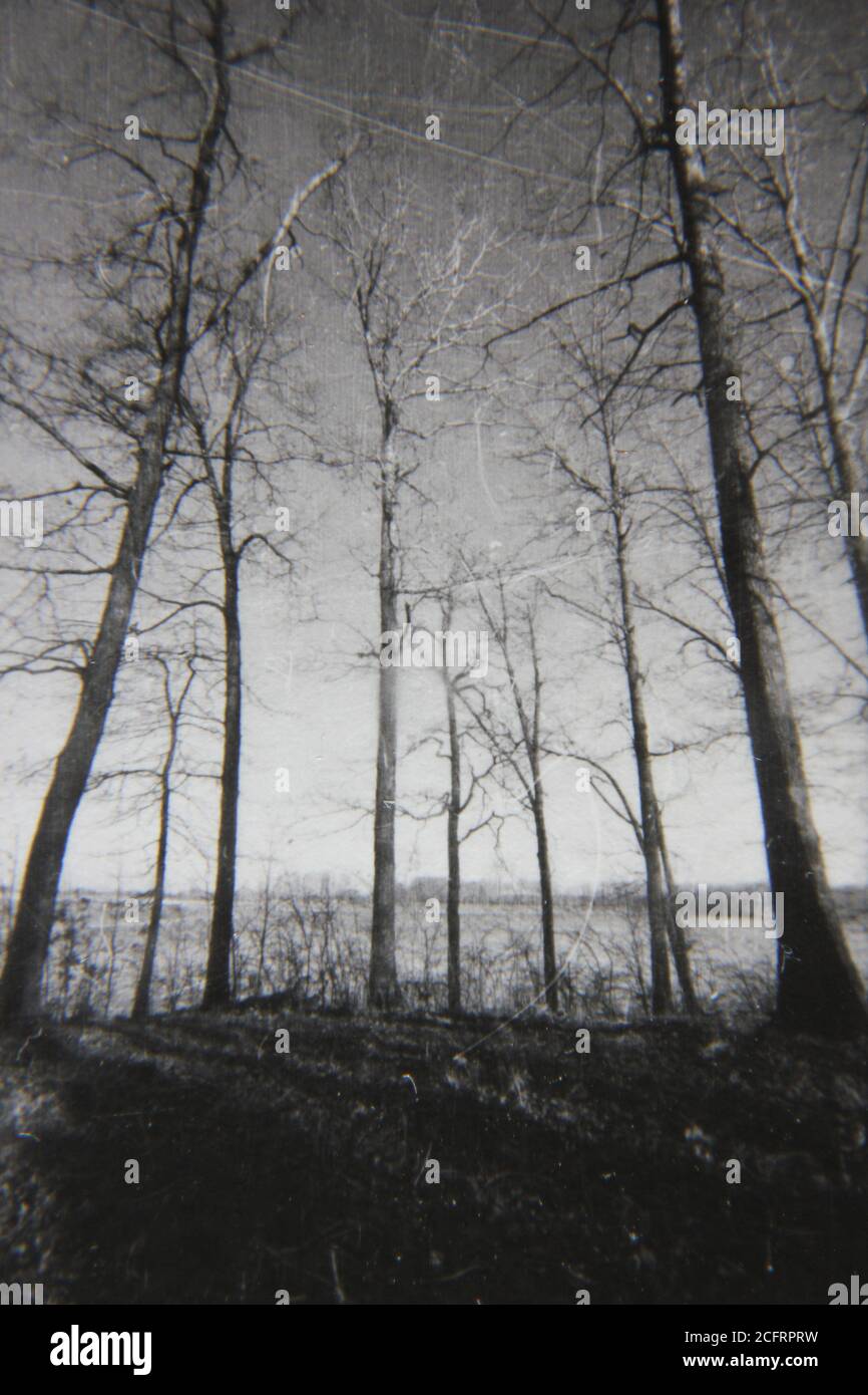 Fine 1970s vintage black and white photography of tree growing in the ...