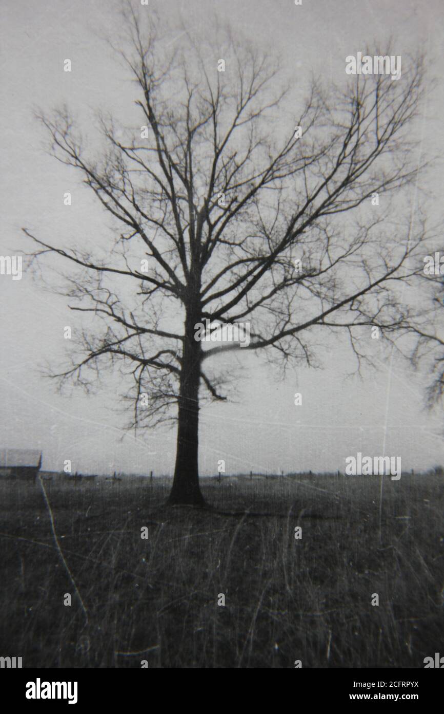 Fine 1970s vintage black and white photography of tree growing in the ...