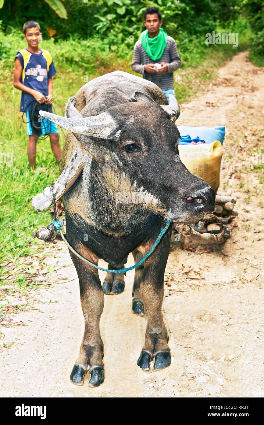 Young Carabao is beeing used to transport rice sacks in farm land area near Port Barton, Palawan, Philippines, teenagers are watching Stock Photo