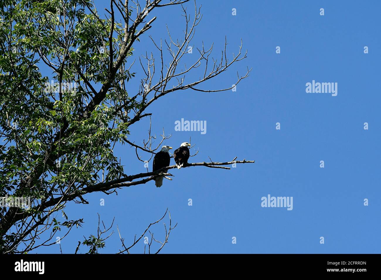 Bald eagles flying mating hires stock photography and images Alamy