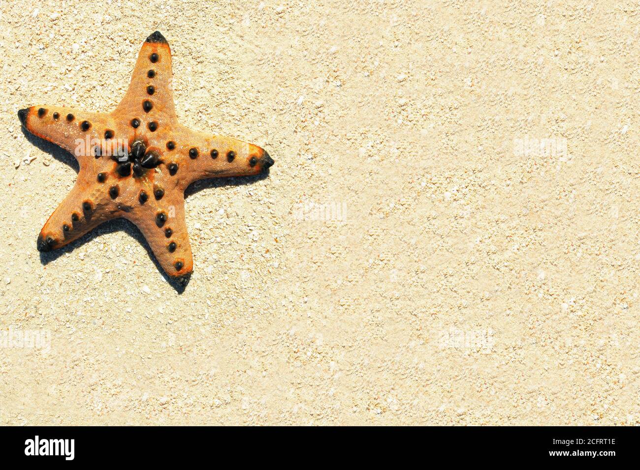 Isolated view of one orange colored horned sea star lying on the sandy beach at Honda Bay, Palawan Province, Philippines Stock Photo