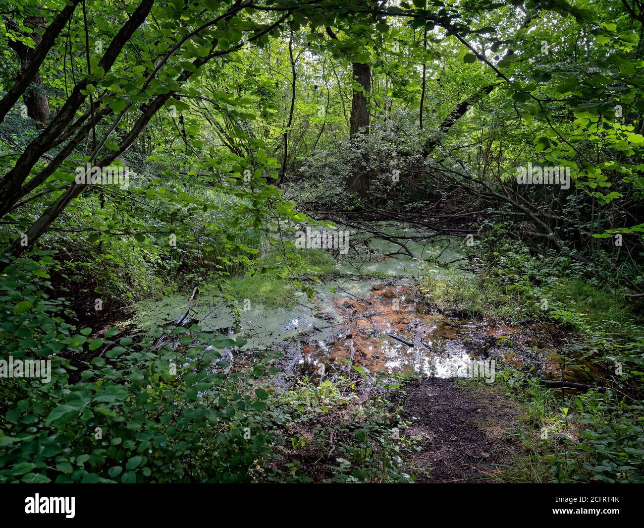 Natural source well in Padborg forest at Gendarmstien, Stock Photo - Alamy