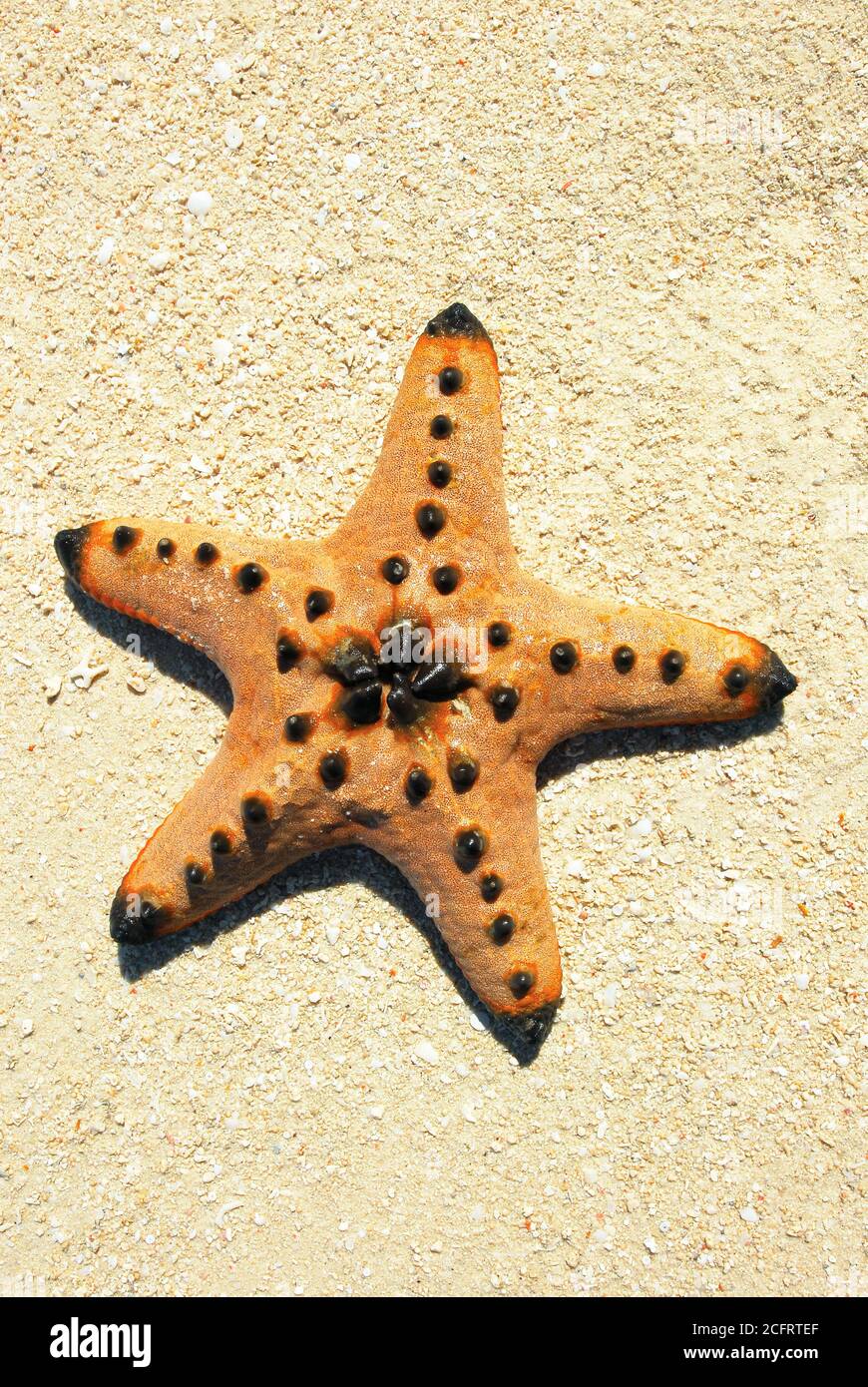 Isolated view of one orange colored horned sea star lying on the sandy beach at Honda Bay, Palawan Province, Philippines Stock Photo