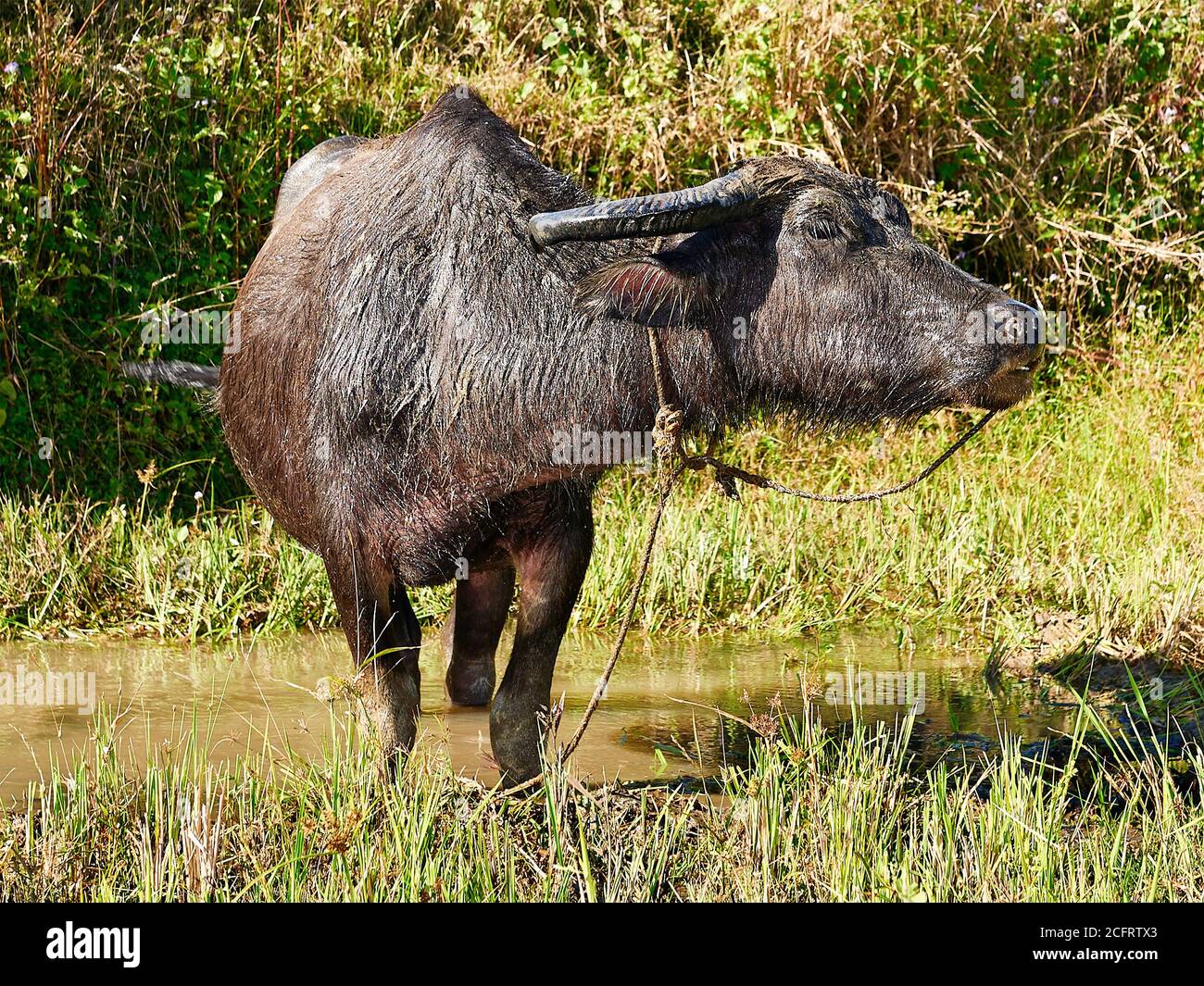 Close-up portrait of a big water buffalo carabao standing in green rice fields near Sagada town, Mountain Province, Luzon, Philippines Stock Photo