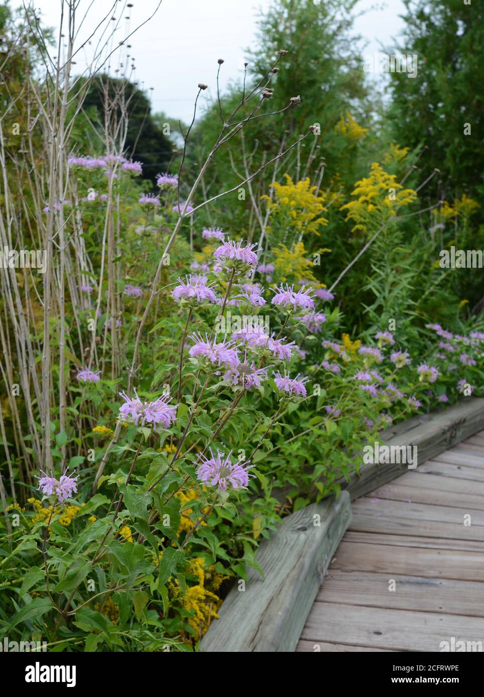 Lavender colored Bee Balm (Monarda) growing along a wooden pathway. Stock Photo