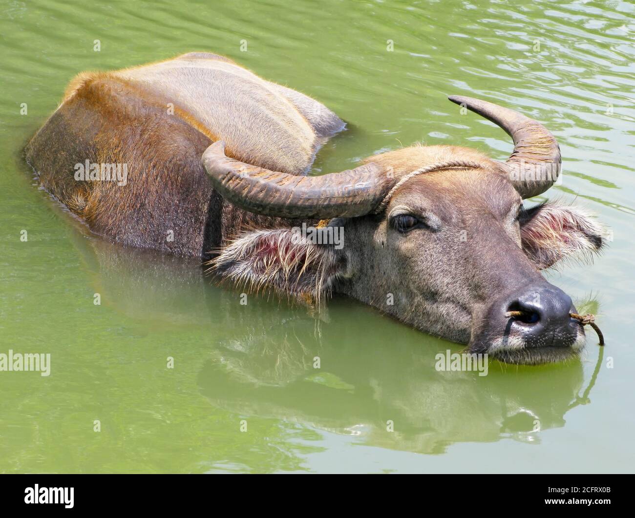 Close-up portrait of a big water buffalo carabao standing in a pool of water for cooling, Luzon, Philippines Stock Photo