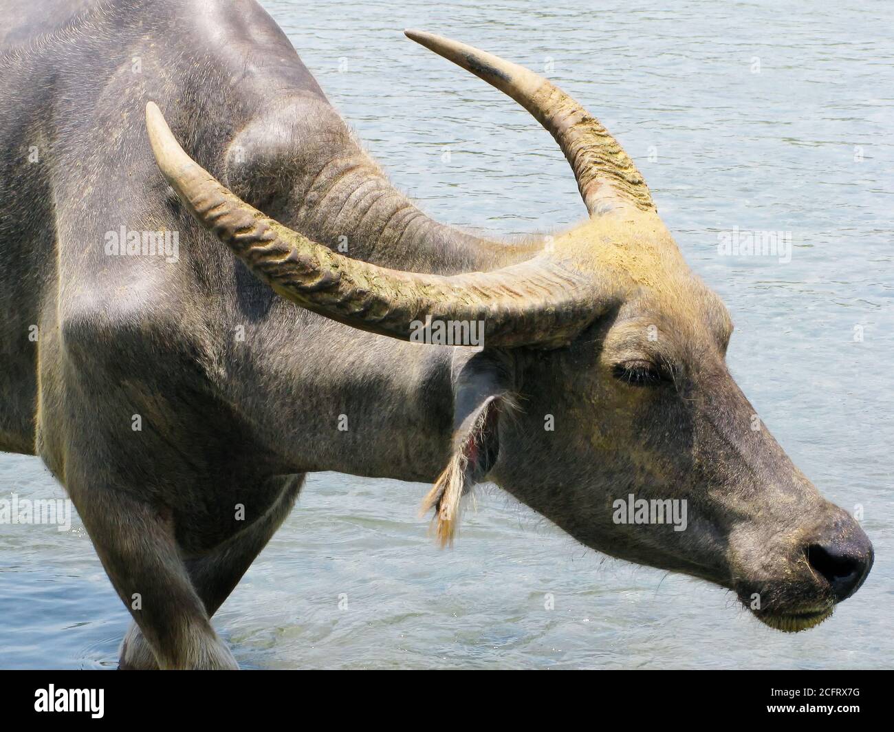 Close-up portrait of a water buffalo with big horns. This carabao leaving a pool of water, Luzon, Philippines Stock Photo