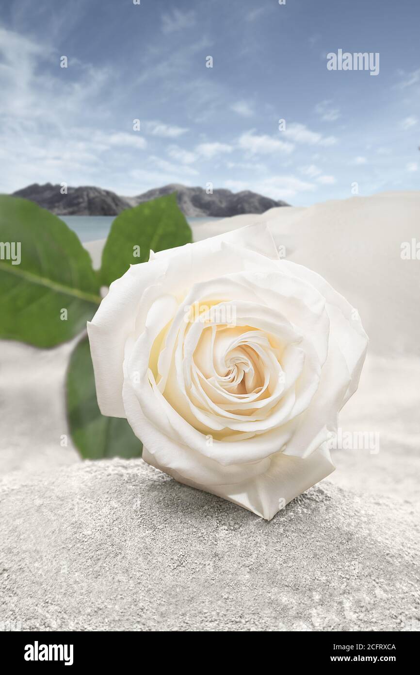 white rose button with leaf on sand, as background landscape with mountain Stock Photo