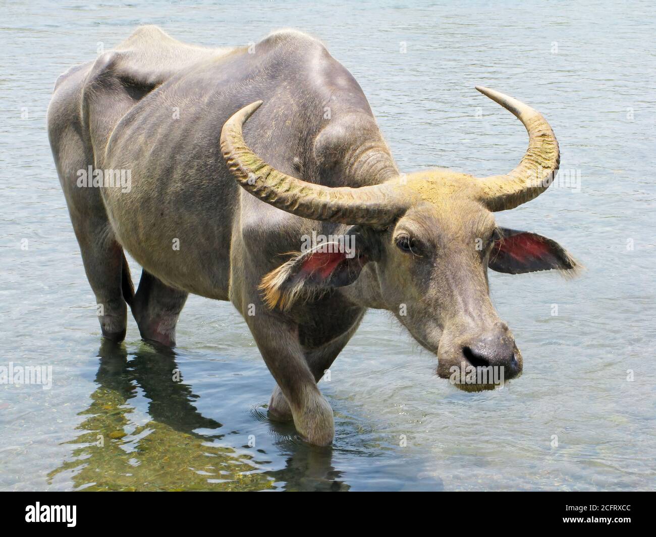 Close-up portrait of a massive water buffalo with big horns. This carabao leaving a pool of water, Luzon, Philippines Stock Photo