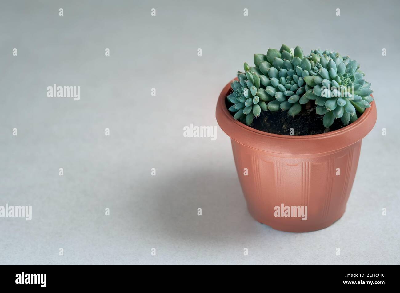 The succulent plant is grown at home in a terracotta pot. Home gardening and plant care. Plantfluencer.Selective focus. Horizontal with space for text Stock Photo