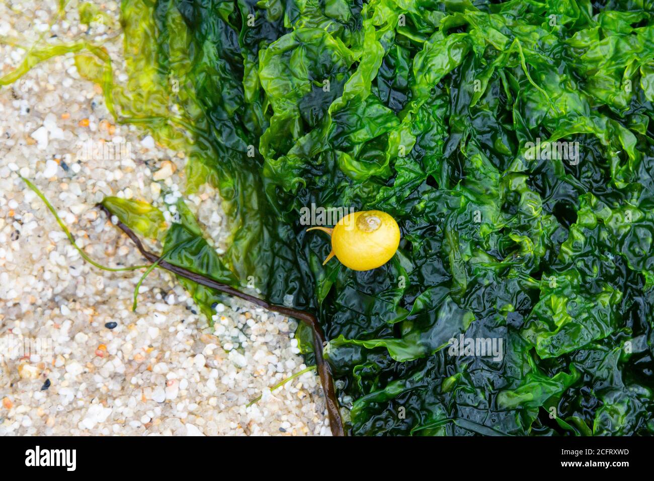 A yellow flat periwinkle (Littorina obtusata) on a green seaweed Stock Photo