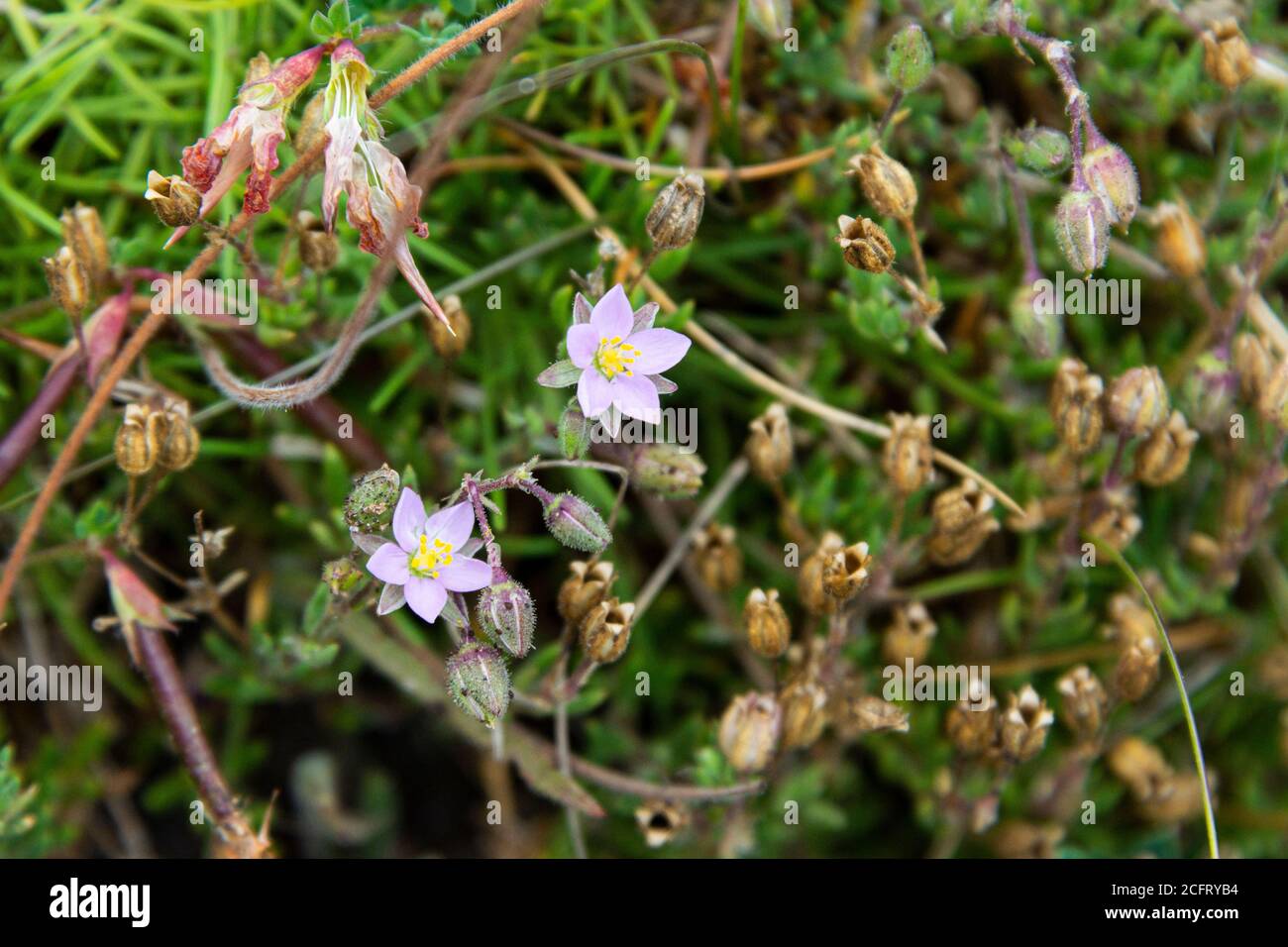 Greater Sea-spurrey (Spergularia media) growing on St Agnes, Isles of Scilly Stock Photo
