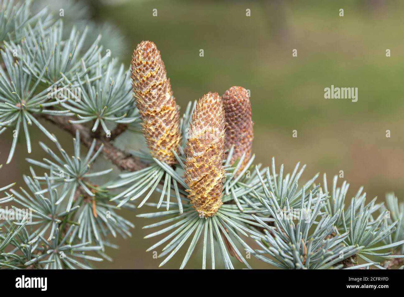 Close up of blue spruce cones on tree. Picea pungens. Copy space Stock Photo