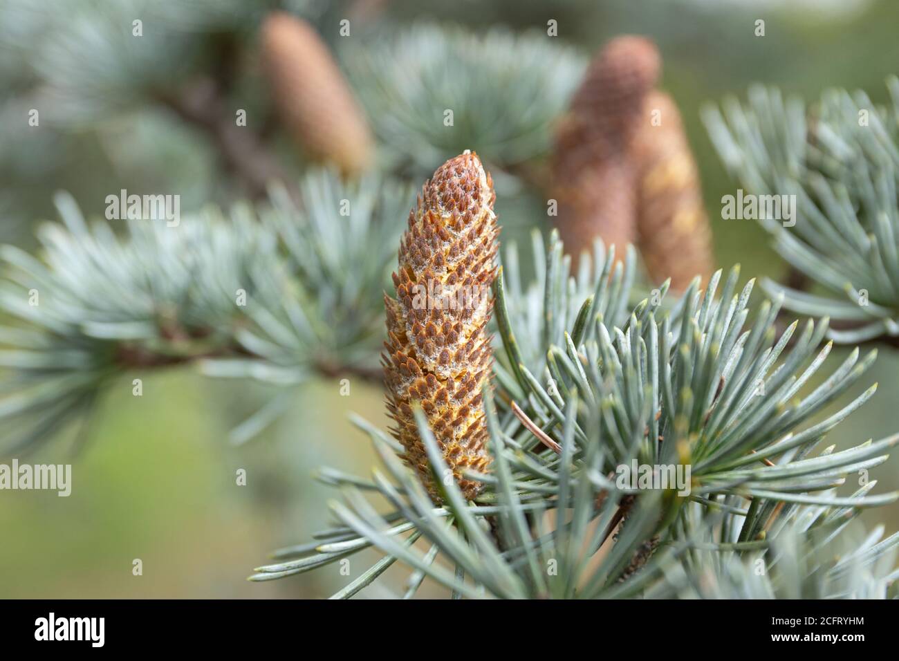 Close up of blue spruce cones on tree. Picea pungens Stock Photo