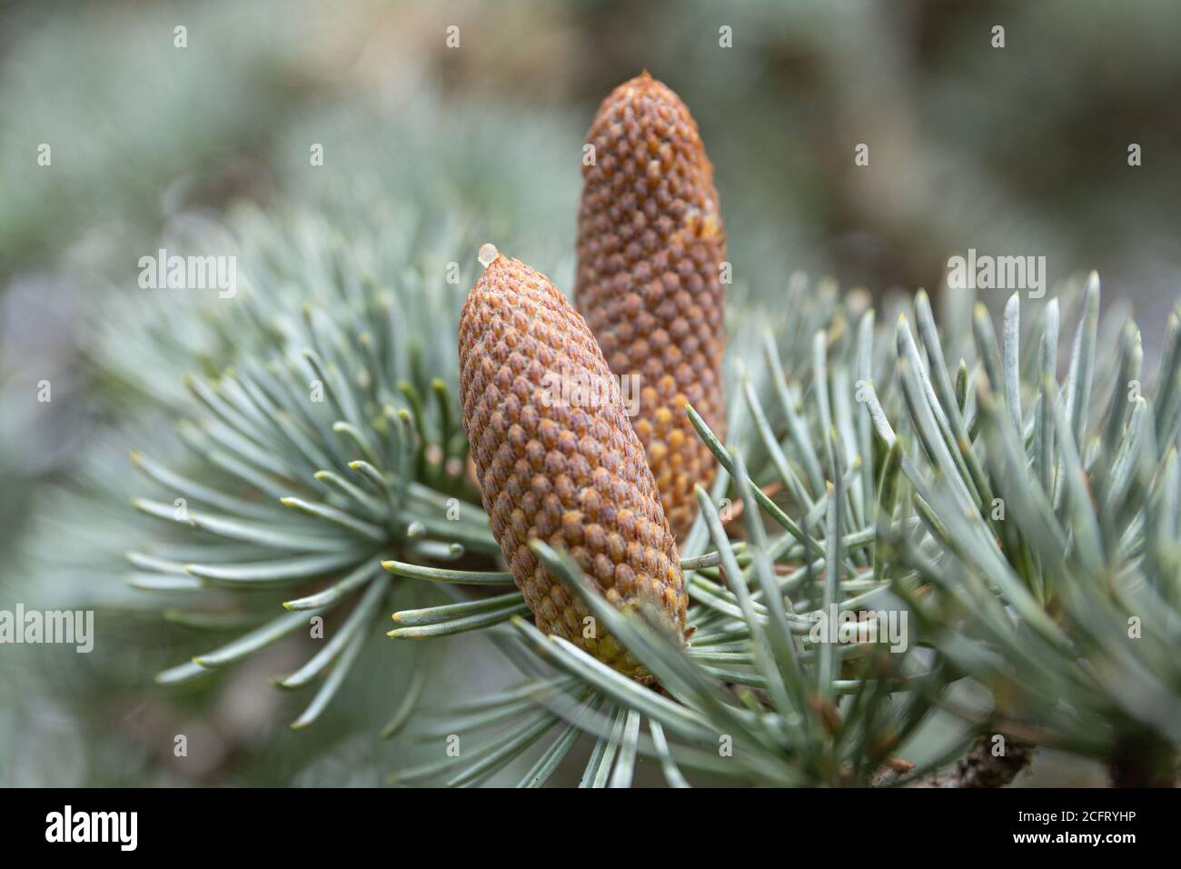 Close up of blue spruce cones on tree. Picea pungens Stock Photo