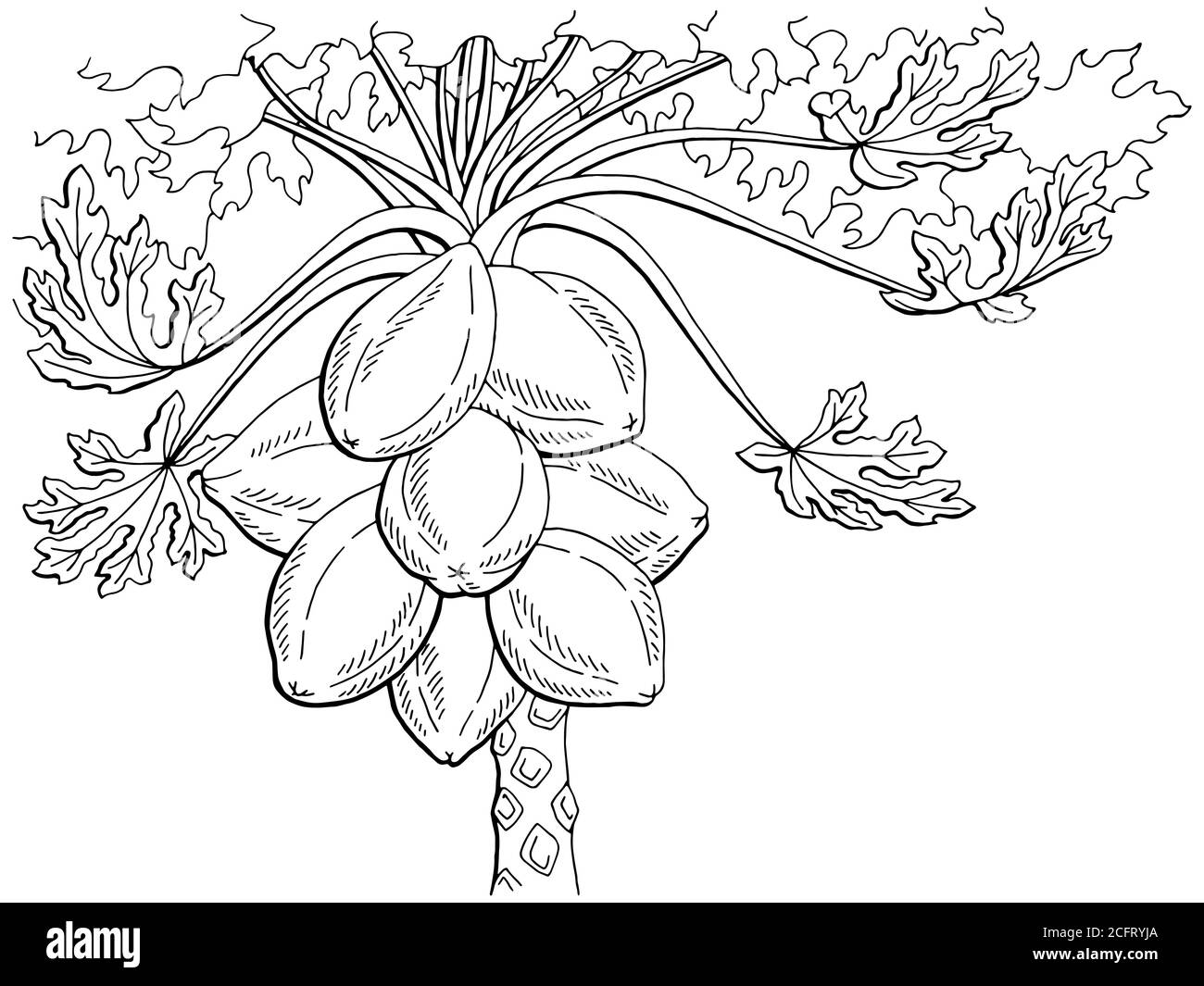 Papaya fruit tree graphic black white isolated sketch illustration vector Stock Vector