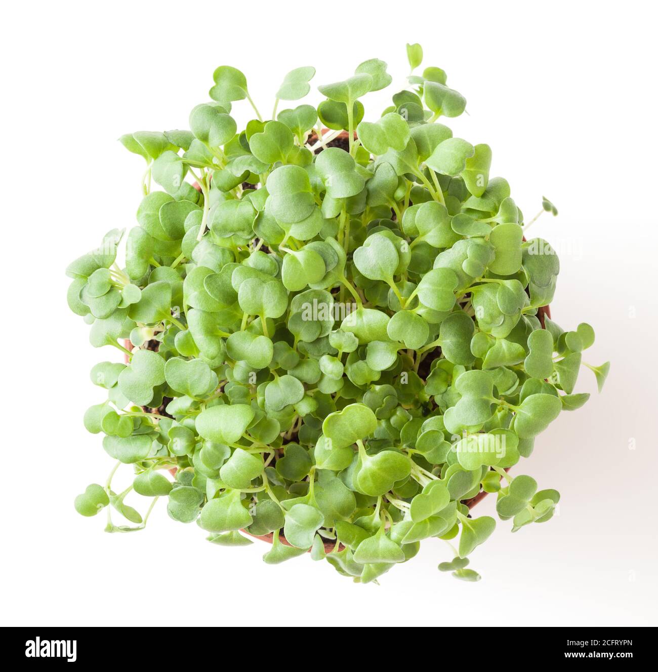 Growing micro greens aragula sprouts isolated on white background with clipping path Stock Photo