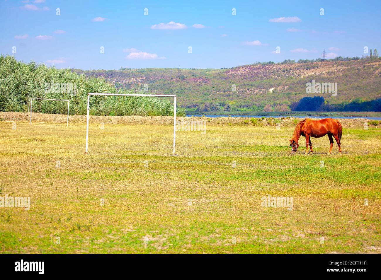 Horse grazing on the football field . Rustic abandoned stadium Stock Photo