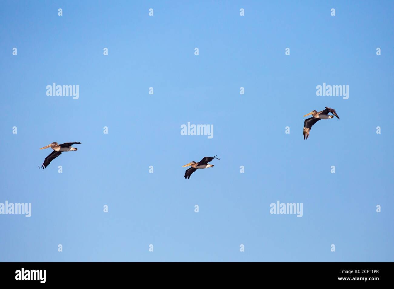 Brown Pelicans (Pelecanus occidentalis) flying in a blue sky in Oregon, horizontal Stock Photo