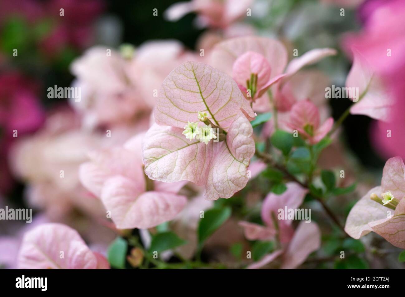 Pale Pink Bougainvillea flowers. Stock Photo