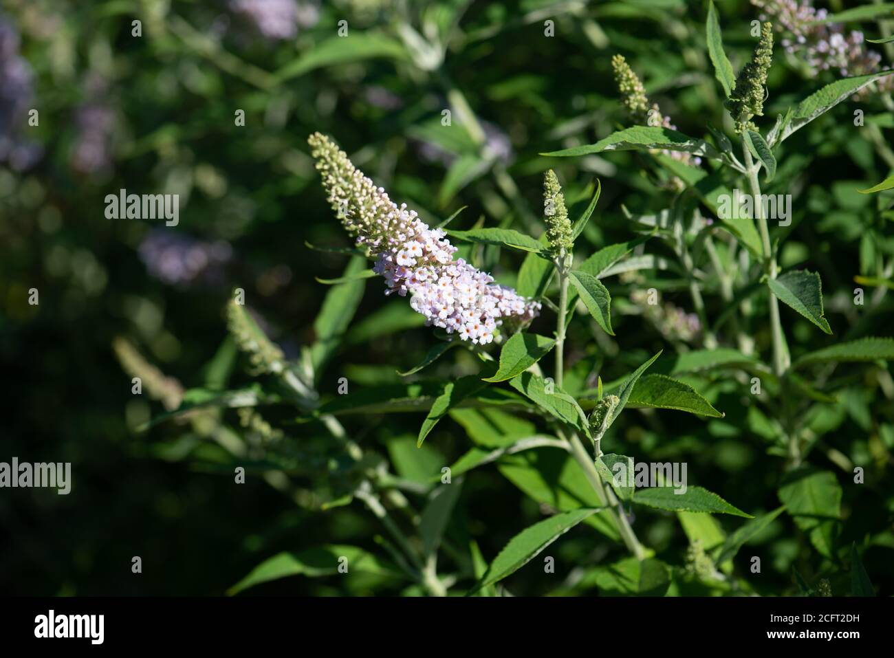 Buddleja flowers in the summer shot in the national collection in Hampshire Stock Photo