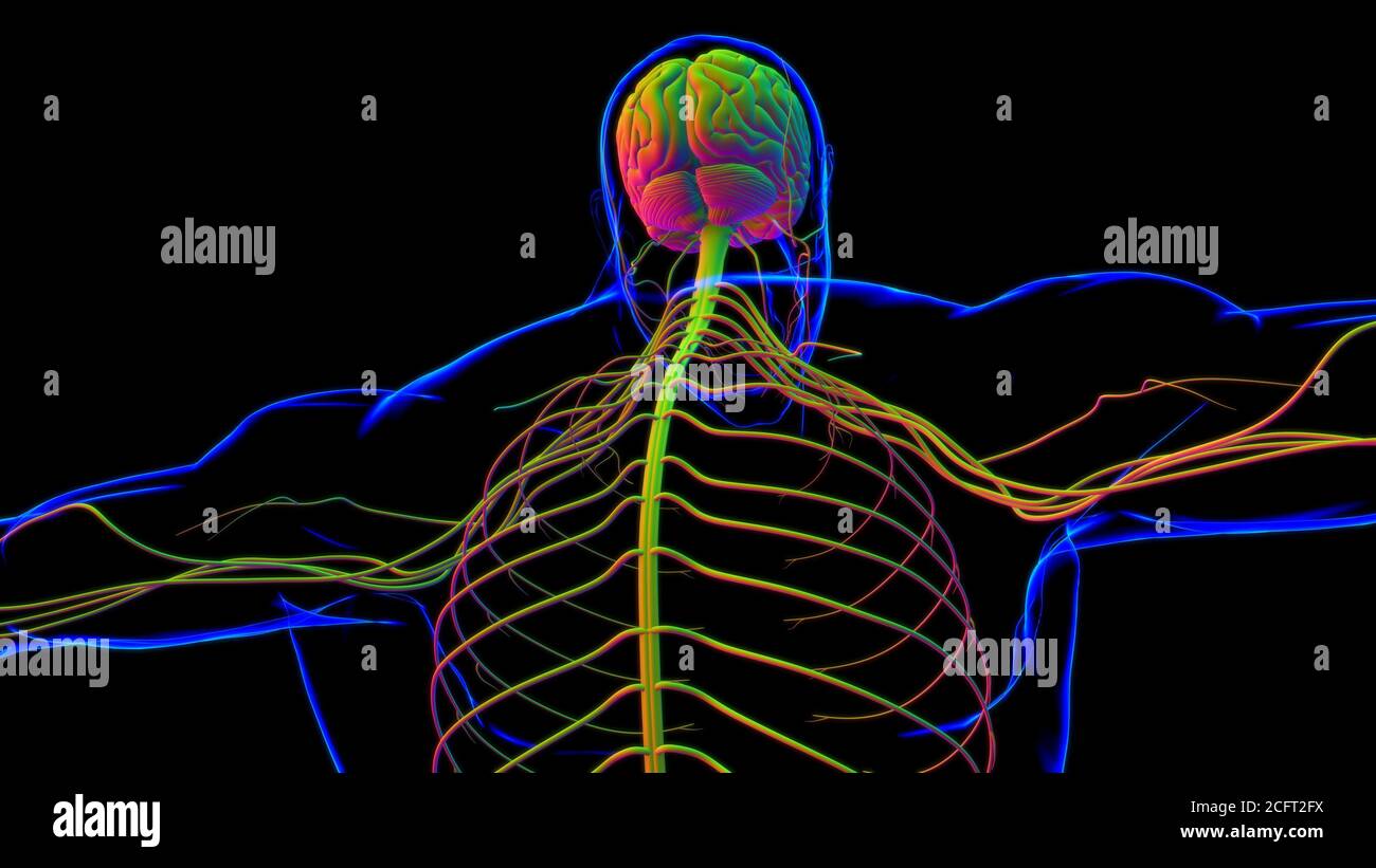 Human Brain Anatomy For Medical Concept 3D Illustration Stock Photo - Alamy