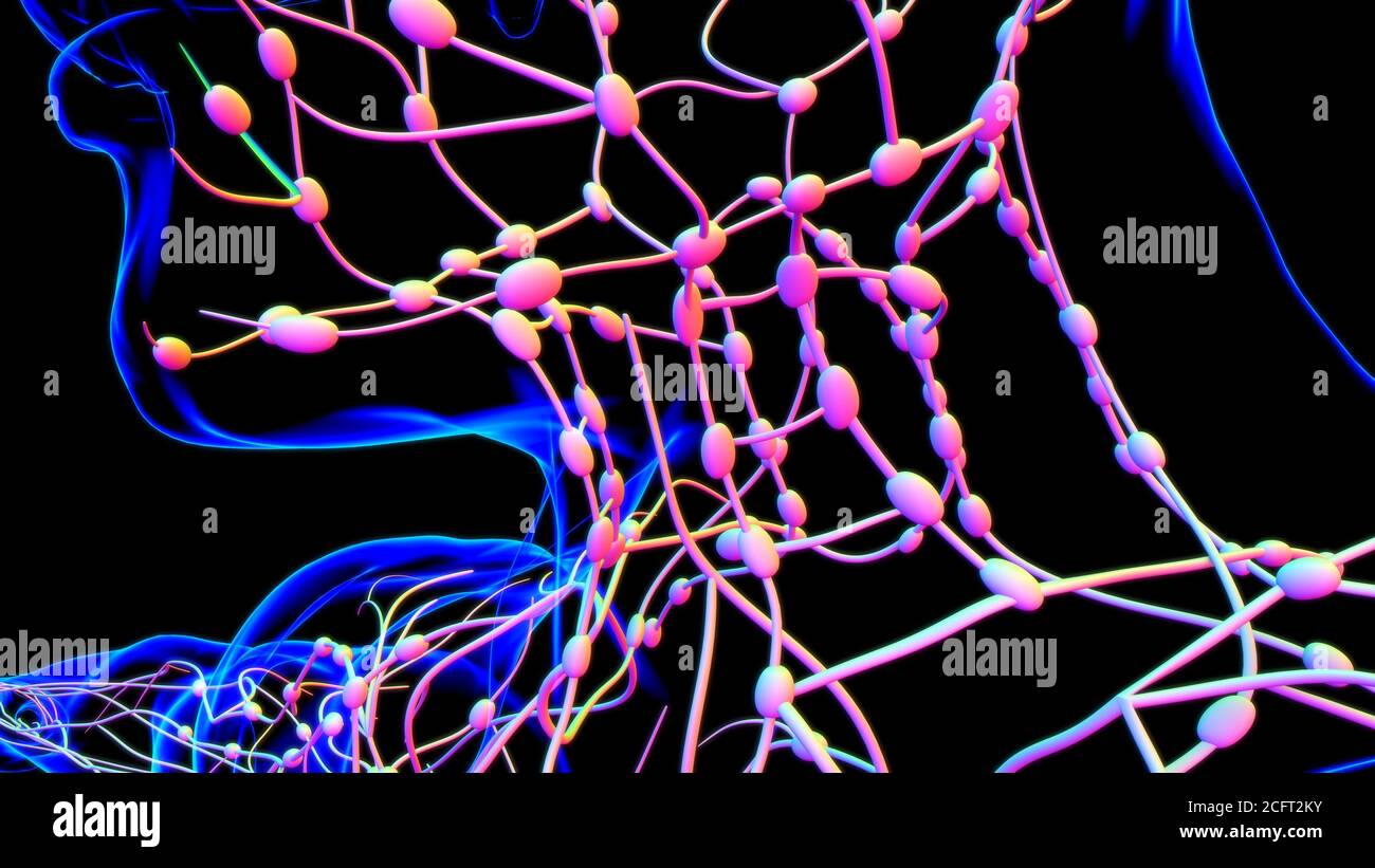 Lymph Node Graph Human Lymph Nodes Anatomy For Medical Concept 3D Illustration Stock ...