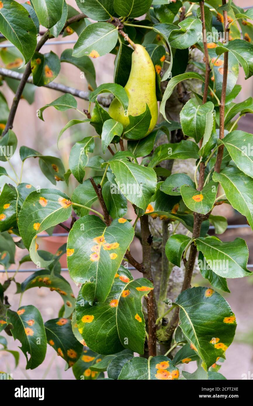 A cordon grown pear tree affected by pear rust caused by the rust fungus Gymnosporangium sabinae. Stock Photo