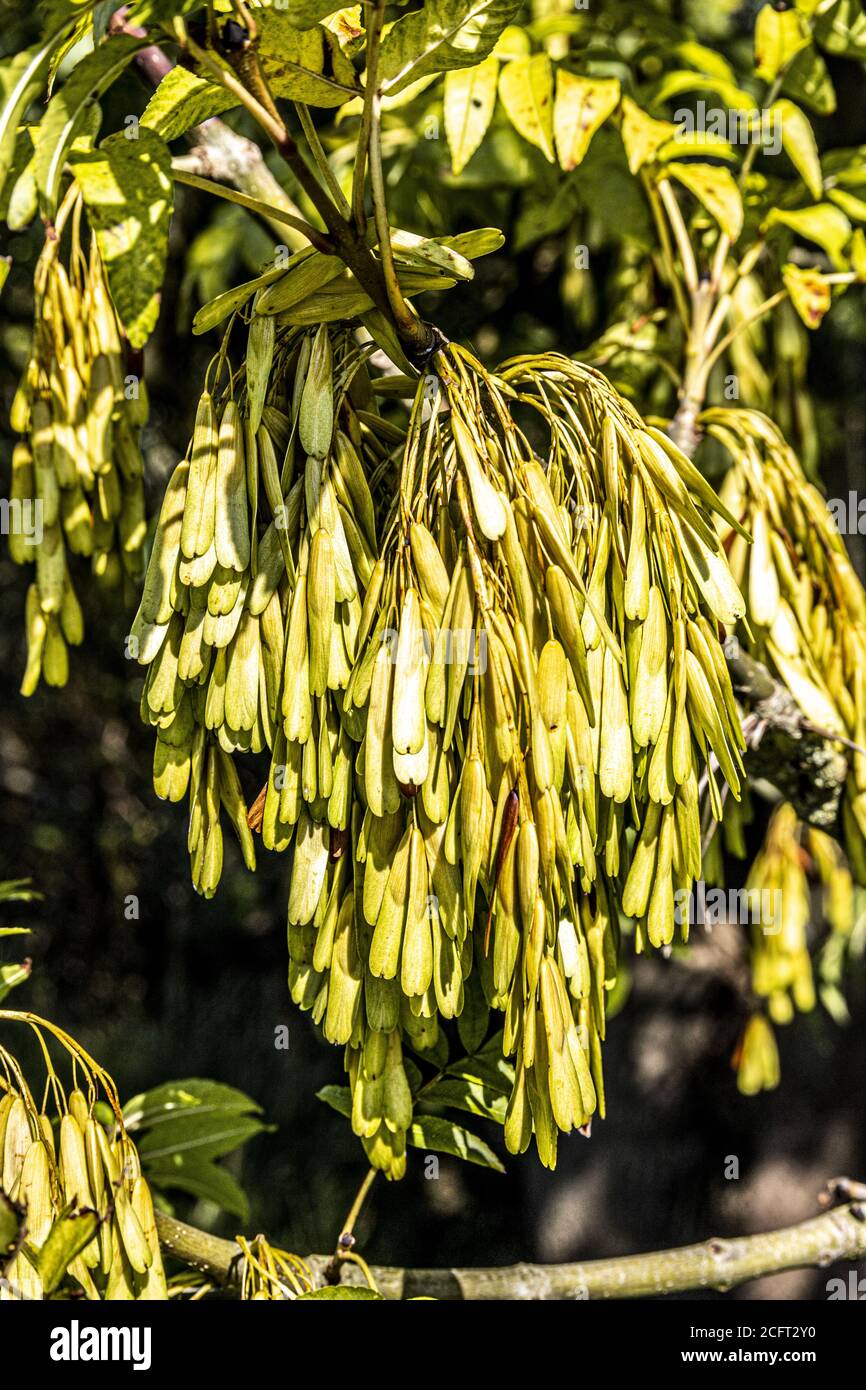 A large bunch of 'keys' (seeds) on a healthy ash tree in early autumn on the banks of the River Severn near the Severn Vale village of Maisemore Stock Photo