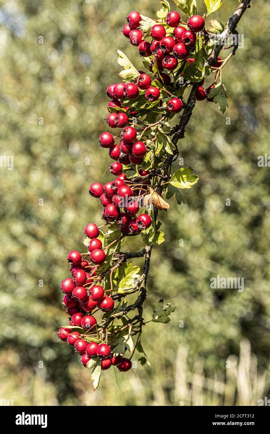A good crop of haws (haw berries) on a hawthorn in early autumn on the banks of the River Severn near the Severn Vale village of Maisemore, Gloucester Stock Photo