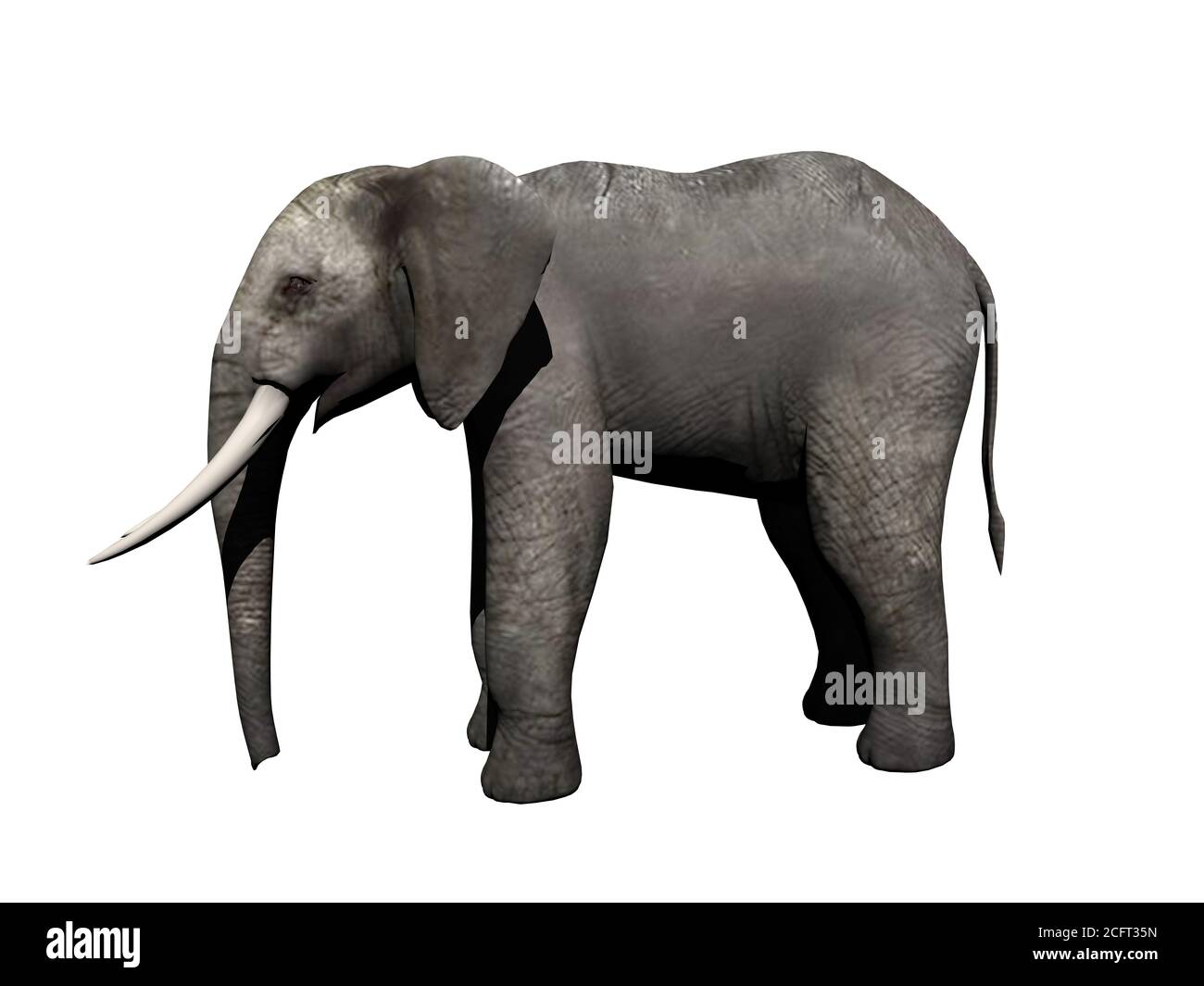 Elefant mit Stoßzähnen Stock Photo
