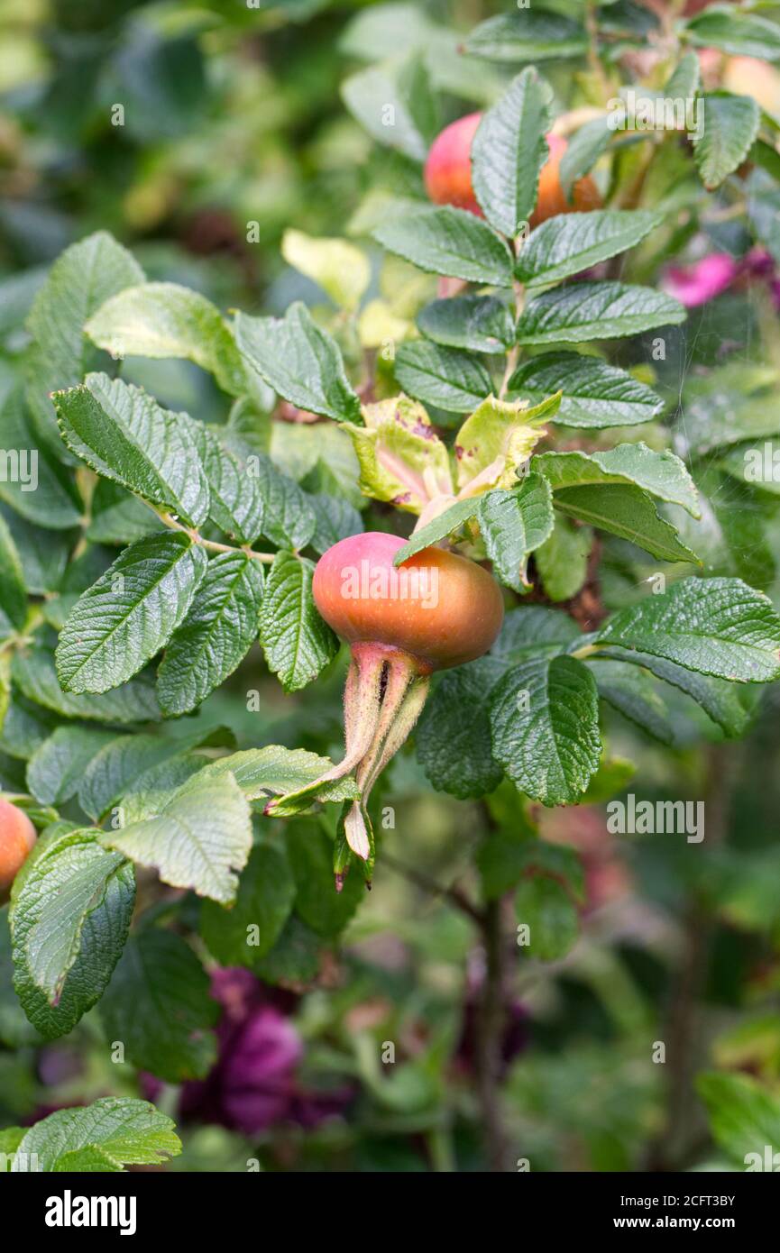 Rosa 'Hansa' hip in summer. Rose hip. Stock Photo