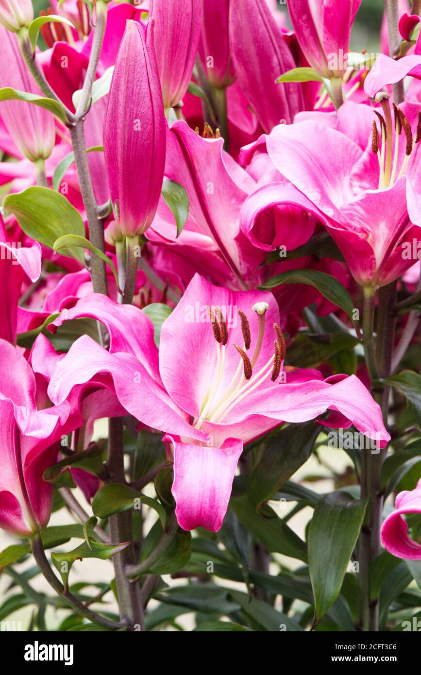 Lily 'Brusago' flowers. Lilium. Stock Photo
