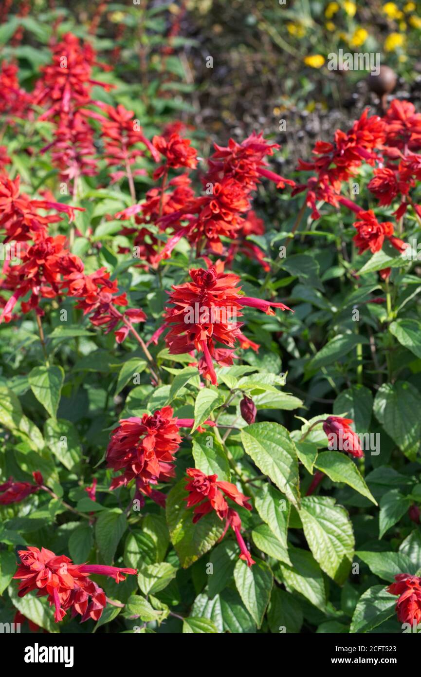 Salvia splendens 'Jimi's Good Red' flowers. Stock Photo